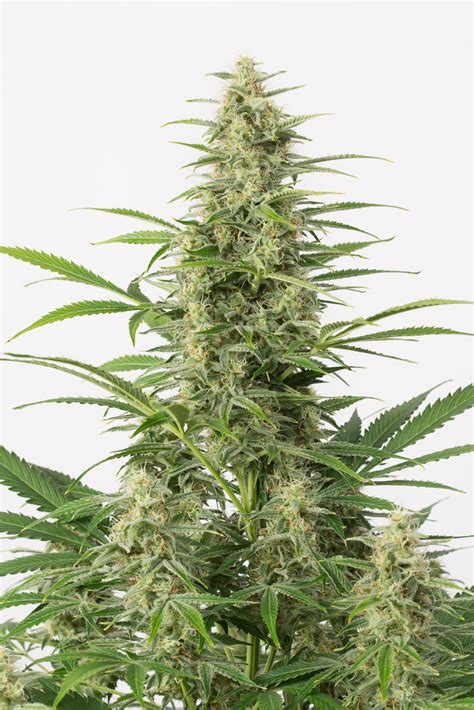 Sour Diesel Autoflowering – Buy Sour Diesel Auto cannabis seeds