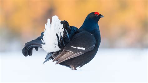 Black Grouse Bird Facts | Tetrao Tetrix