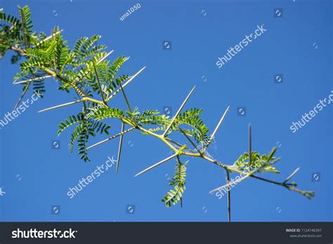 1,722 Acacia Thorn Tree Leaves Branch Images, Stock Photos & Vectors | Shutterstock