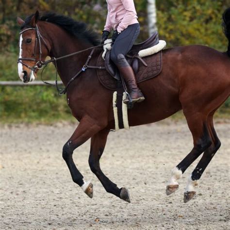 Riding a Horse's Canter: Beginner's Guide | LearningHorses.com