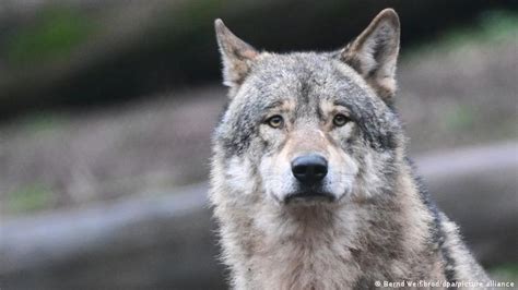 El lobo en la historia de la cultura | Cultura | DW | 04.04.2023