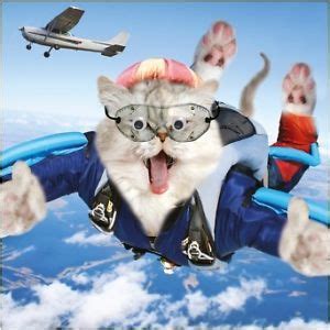 skydiving cat | Skydive Quotes | Pinterest | Skydiving quotes