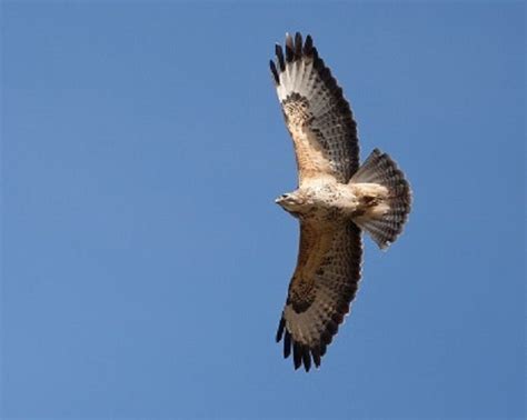 Buzzards – Natural England