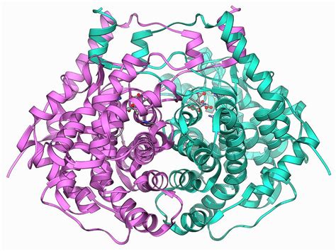 Citrate Synthase Molecule Photograph by Laguna Design/science Photo ...