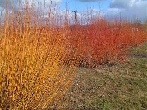 Willow Varieties - Willows Nursery