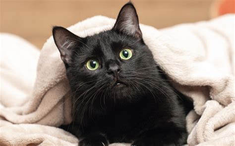 213 Best Black Cat Names That Capture Their Mysterious Charm