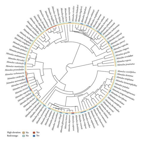 Ultrametric phylogeny of Mimulus with red/orange (RO) and restriction ...