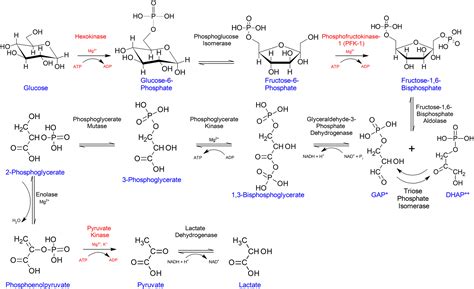 Phosphoenolpyruvate Structure