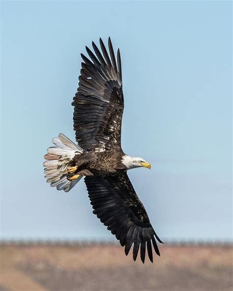 Eagle Spreading – Telegraph