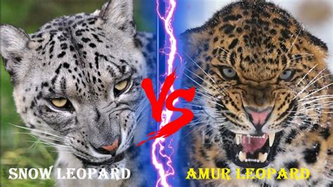 AMUR LEOPARD VS SNOW LEOPARD - Amur Leopard VS Snow Leopard Who Would ...