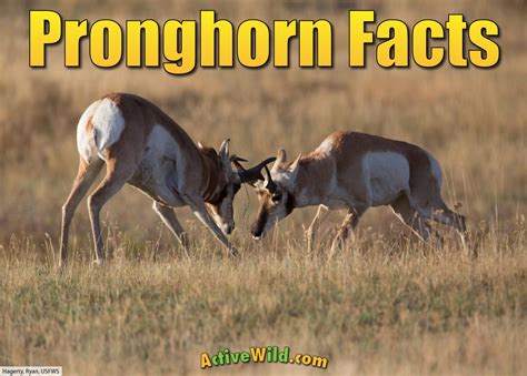 Pronghorn Facts, Pictures, Video & In-Depth Info: Second-Fastest Animal