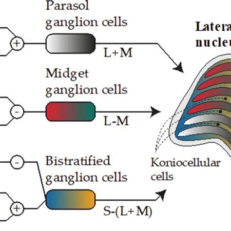 Visual processing in der lateral geniculate nucleus (LGN). (The Figure ...