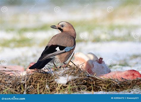 Jay bird stock photo. Image of beak, jackdaw, prey, bones - 42856472