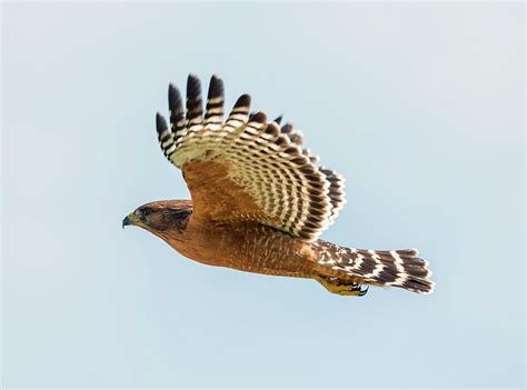 Red Shouldered Hawk In Flight