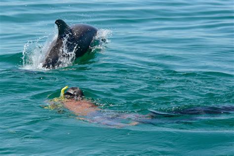 4 Hour Dolphin Swim Tour → Water Planet