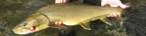 Yukon Bull Trout Fishing Photo Gallery At Inconnu Lodge