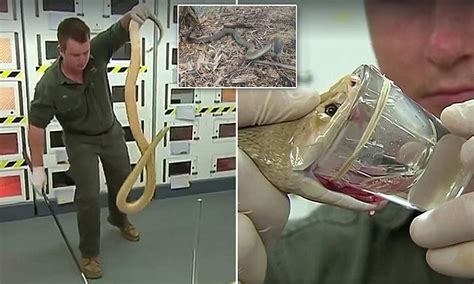 Taipan snake breaks record for the most venom | Daily Mail Online