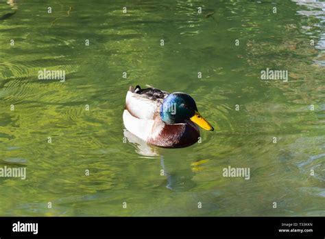 Mallard drake duck swimming Stock Photo - Alamy