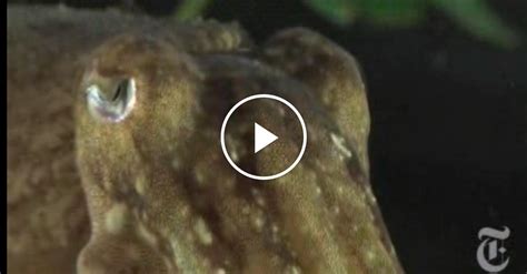 Cuttlefish Camouflage - The New York Times