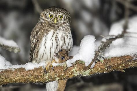 glaucidium passerinum, eurasian pygmy owl, owl, cute, claw, bird of ...