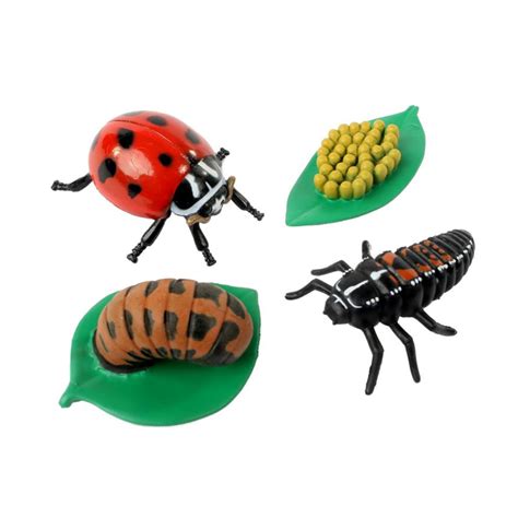 Ant Life Cycle Stages - Insect Lore