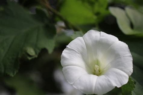 Bindweed - Minneopa Orchards