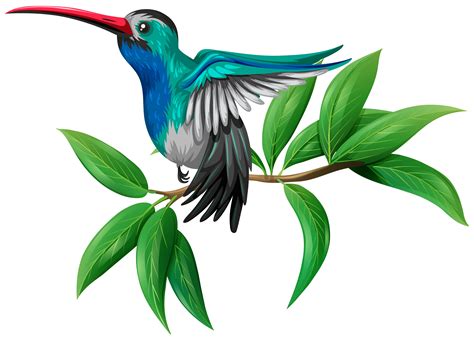 A Colourful Hummingbird on White Background 300340 Vector Art at Vecteezy