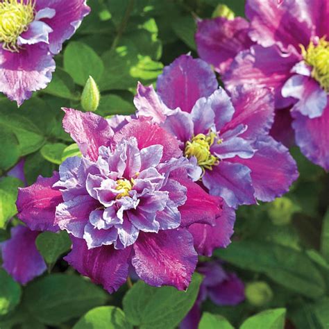 Spring Hill Nurseries 4 in. Pot Piilu Clematis Vine, Live Perennial Plant with Lilac Colored ...