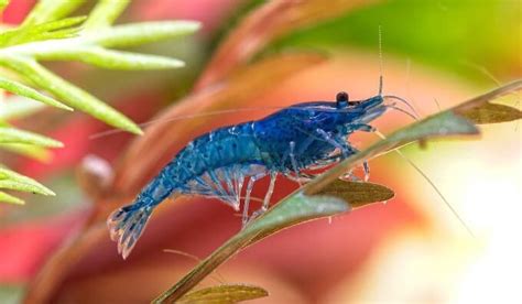 17 Types Of Freshwater Aquarium Shrimp You Need To See