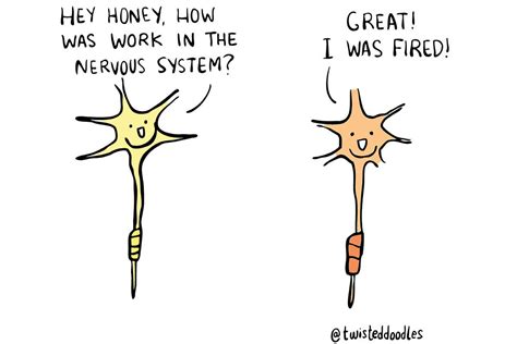 Twisteddoodles: Hey honey, how was work in the nervous system? | New Scientist