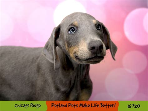 Doberman Pinscher-DOG-Male-Blue / Tan-3397695-Petland Pets & Puppies Chicago Illinois