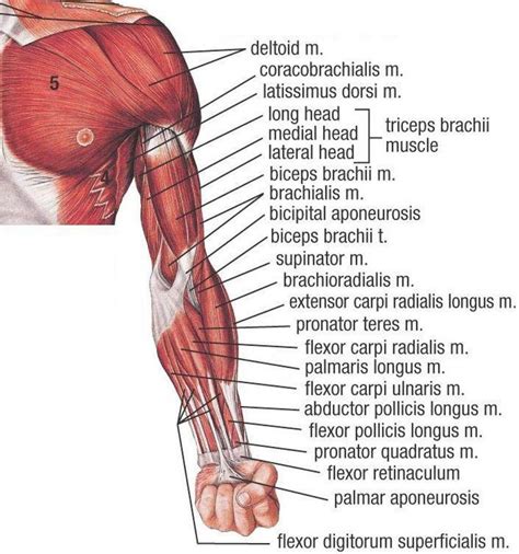 Arm Muscle Diagram Arm Muscles Diagrams Diagram Link Human Muscle | Images and Photos finder