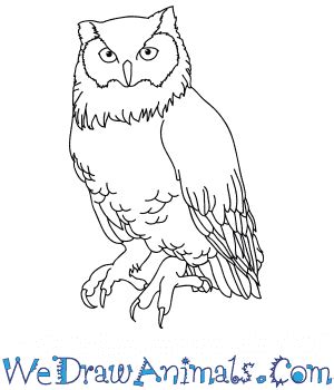 How to Draw a Realistic Owl