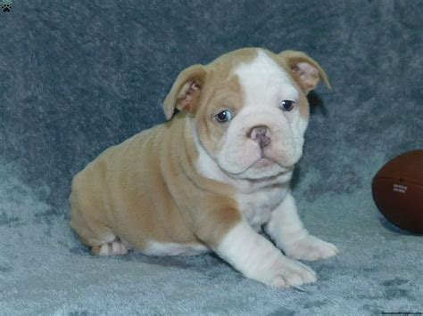 White American Bulldog Pitbull Mix Puppies