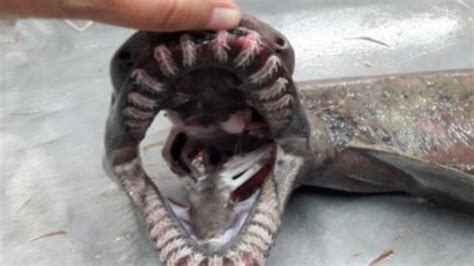 'Prehistoric' Frilled Shark Caught in Portugal