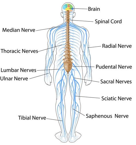 ICSE Solutions for Class 10 Biology - The Nervous System and Sense Organs - A Plus Topper