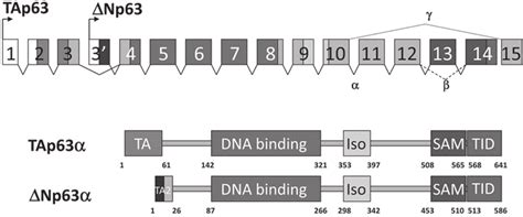 Schematic overview of the p63 gene and two of its protein products. A.... | Download Scientific ...