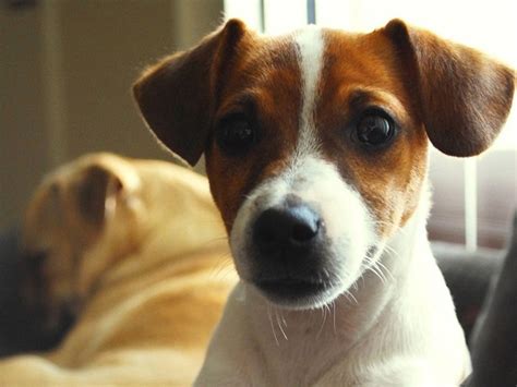 10 Best Jack Russell Dog Names