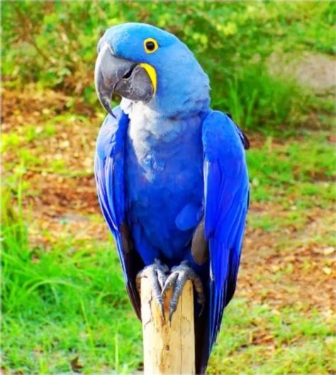 HYACINTH MACAW | BEST PET BIRDS