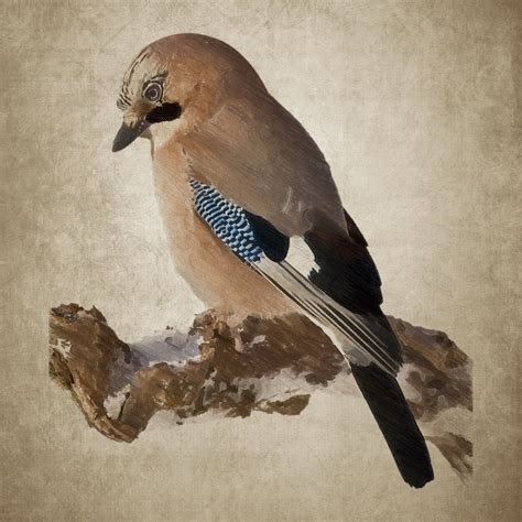 Free Images : wing, vintage, beak, painting, plumage, jay, sketch ...