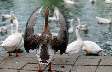 1,800 greylag goose eggs destroyed near Belfast City Airport to protect planes | IBTimes UK