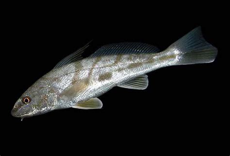 Northern Kingfish (Coastal Fishes of Myrtle Beach, SC) · iNaturalist