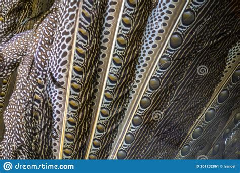Great Argus Feathers Pattern Beautiful Background Stock Image - Image ...