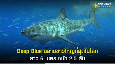 ใหญ่ไม่เกรงใจใคร Deep Blue "ฉลามขาว" ใหญ่ที่สุดในโลก หนัก 2.5 ตัน