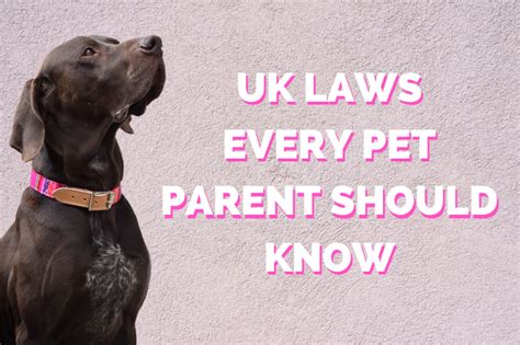 5 UK Laws Every Pet Owner Should Know – Hiro + Wolf