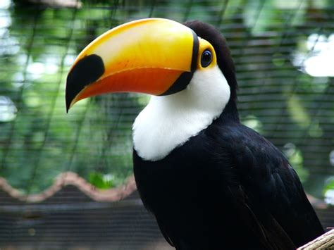 Brazilian Toucan, free photo, #1381809 - FreeImages.com