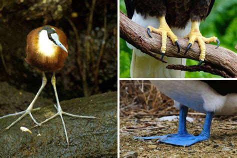 Birds Feet (Anatomy, Types & Fun Facts) - Nature Roamer