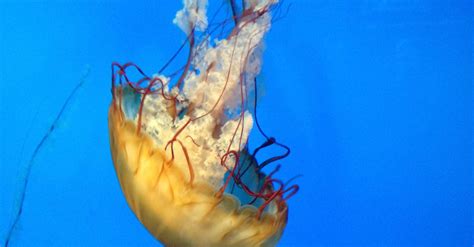 Yellow Jellyfish · Free Stock Photo