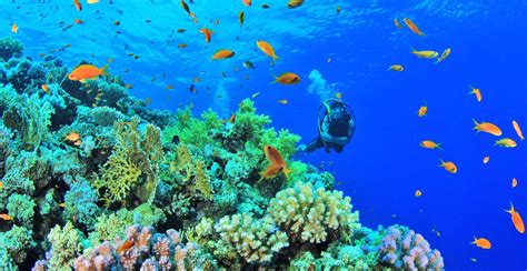 Diving ban in Mabini Batangas, now lifted | Philippine Primer