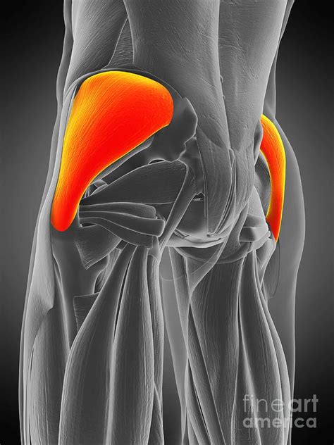 Gluteus Medius Muscle Photograph by Sebastian Kaulitzki/science Photo ...